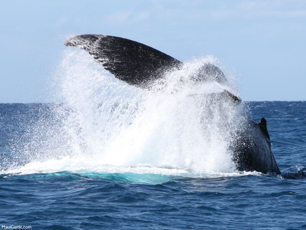 whale tail throw